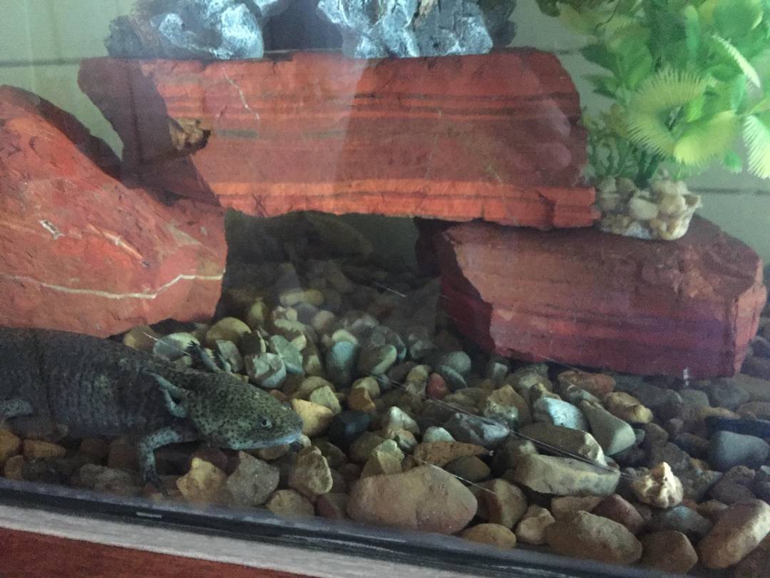 My axolotl set up