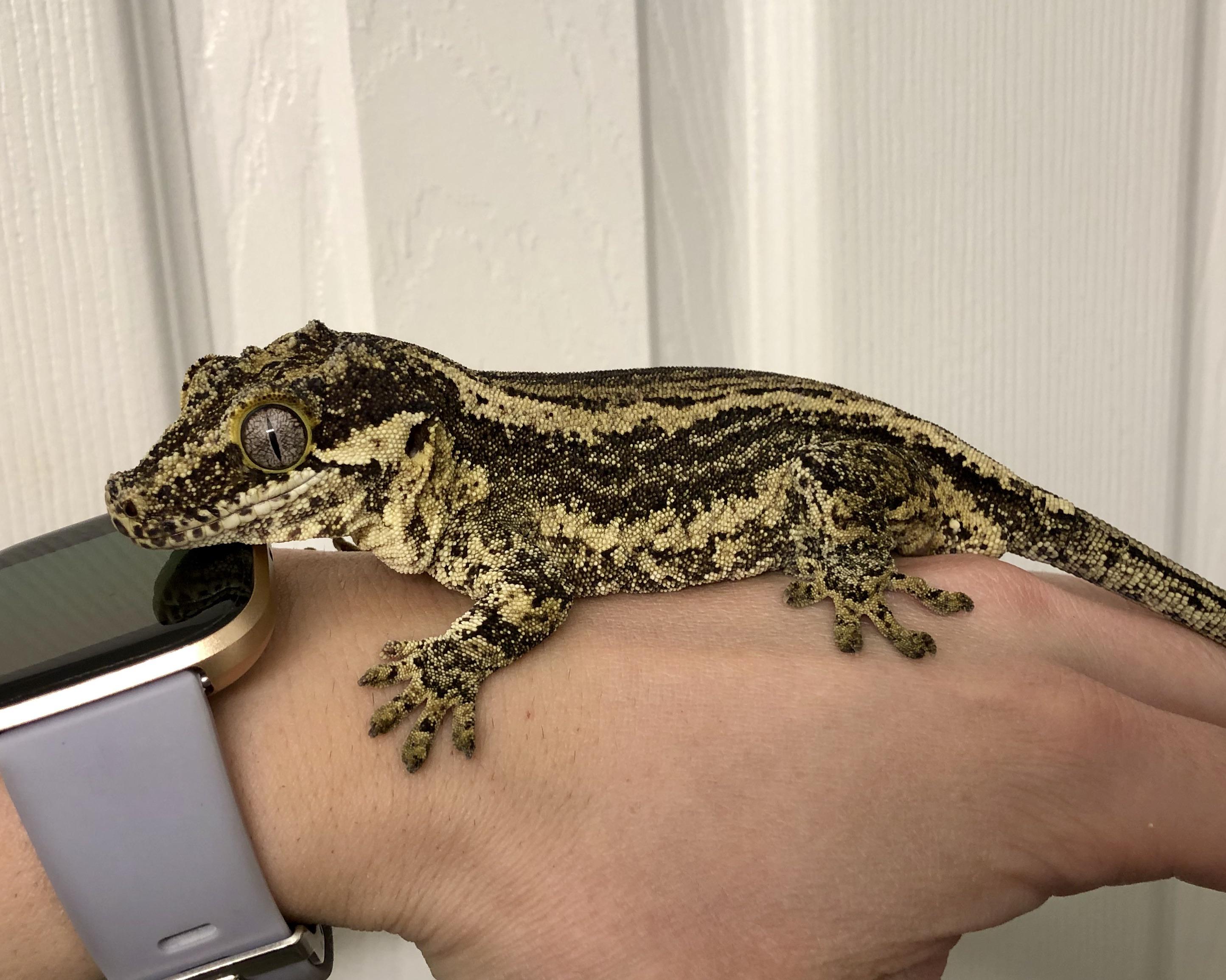 Craigslist Savannah Georgia: Find The Perfect Pet For Your Family - 6y3qhot