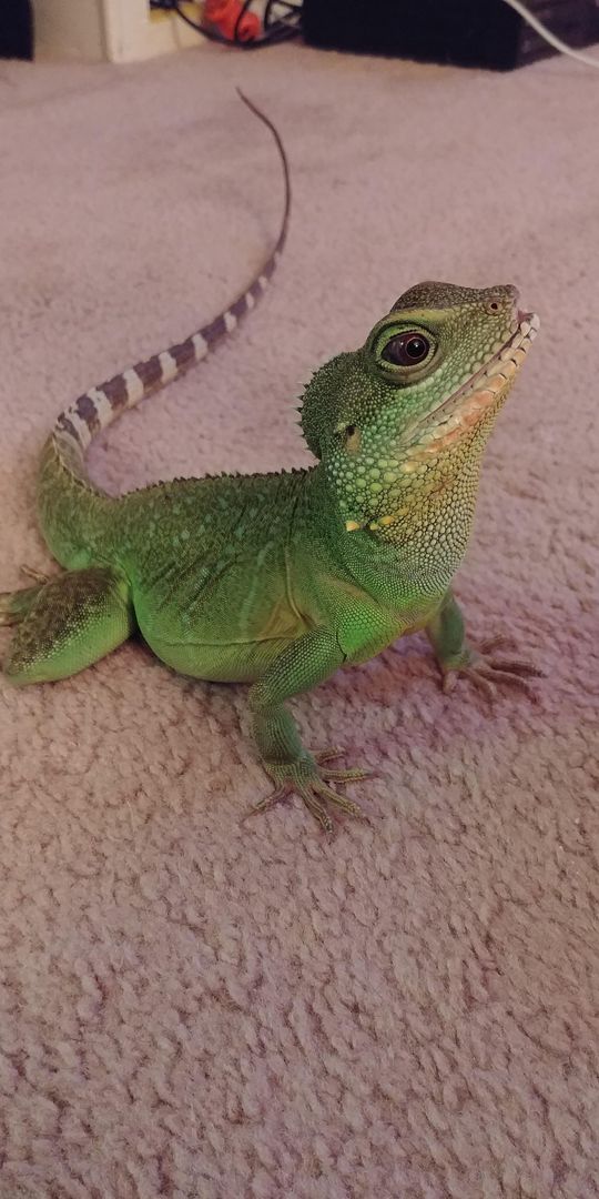 My big girl is 4 😊 I got her when she was about 6 months old from a petsmart where she surfed the glass and got herself some nose rub and mouth rot. Best lizard a girl could ask for