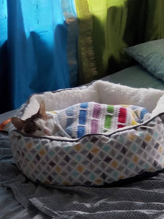 My bro "isn't a cat person" but just tucked in the kitty and sent me a photo while I was at work...