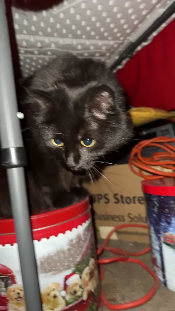 My cat coordinating catculations. (OC)