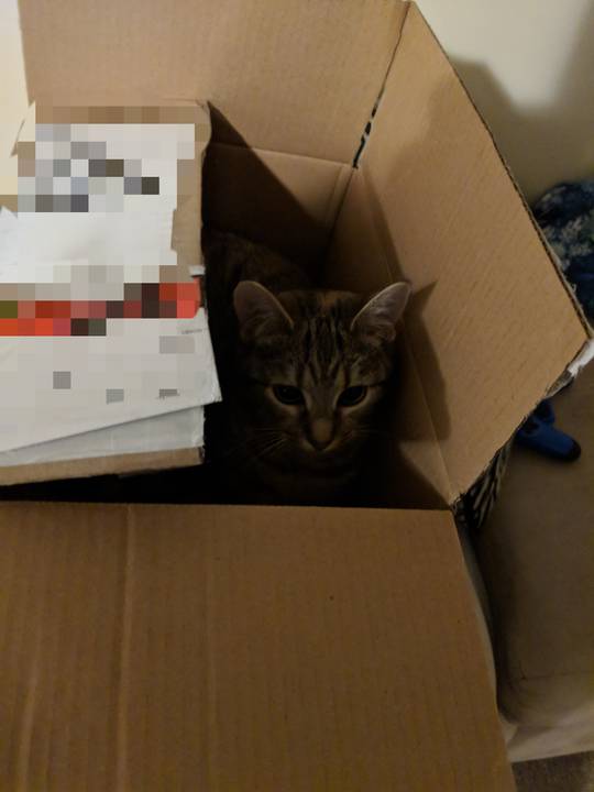 My cat FiFi in a box.
