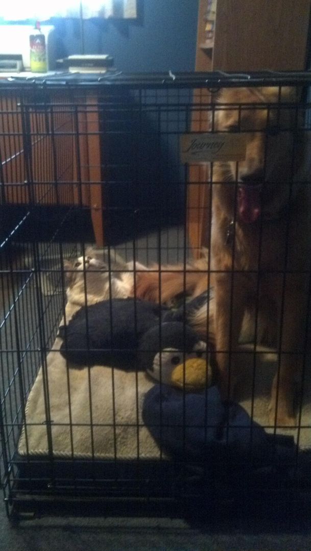 My cat got stuck in my dog's crate...with my dog.