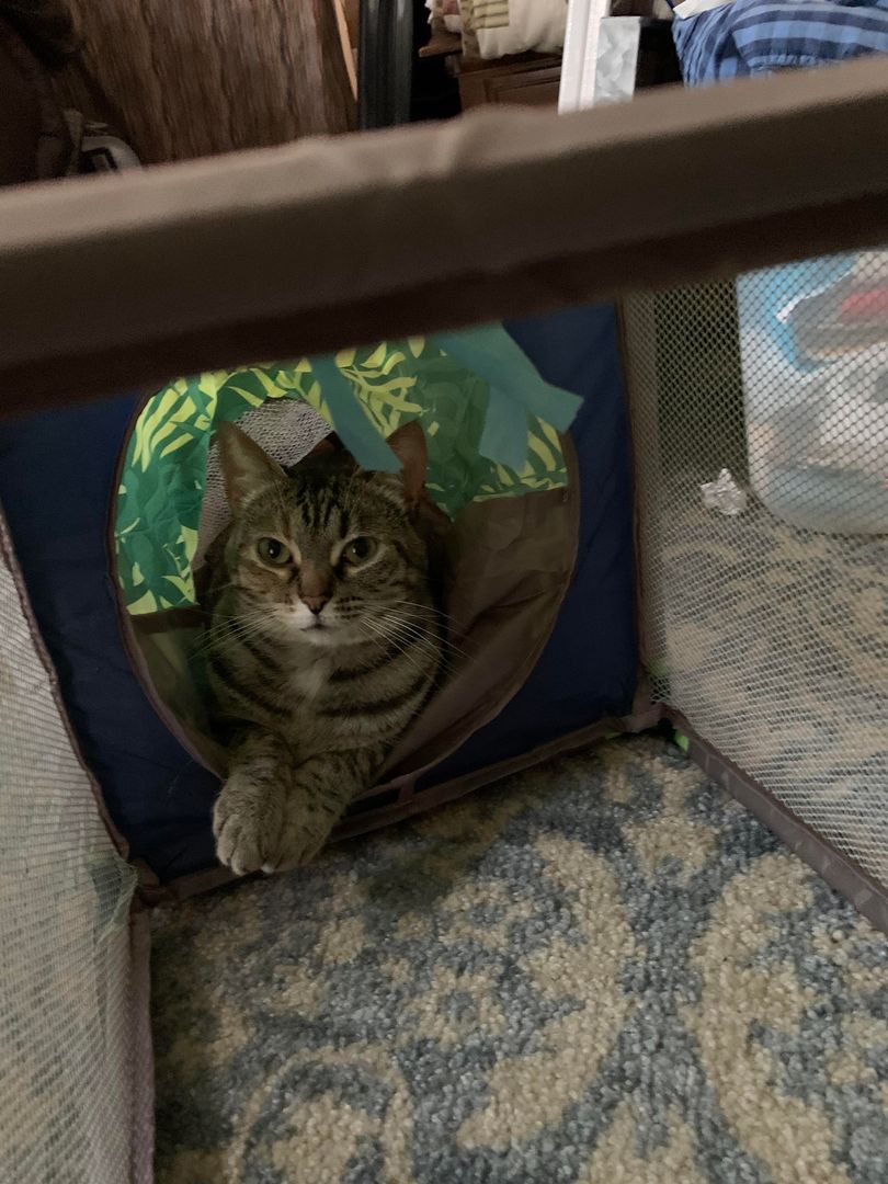 My cat happy as ever