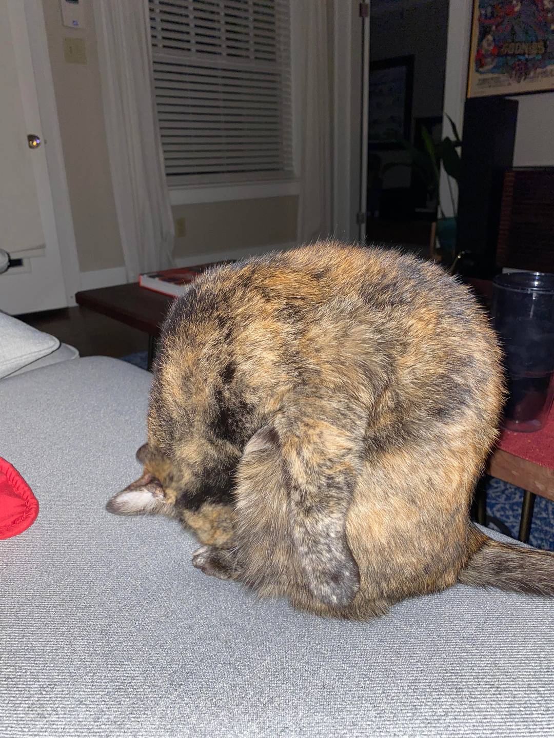 My cat’s such a square
