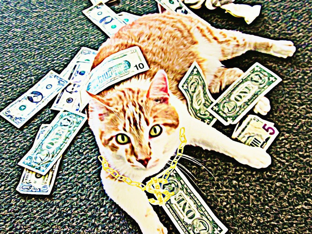 My cat wants this on the cover of his upcoming rap album.