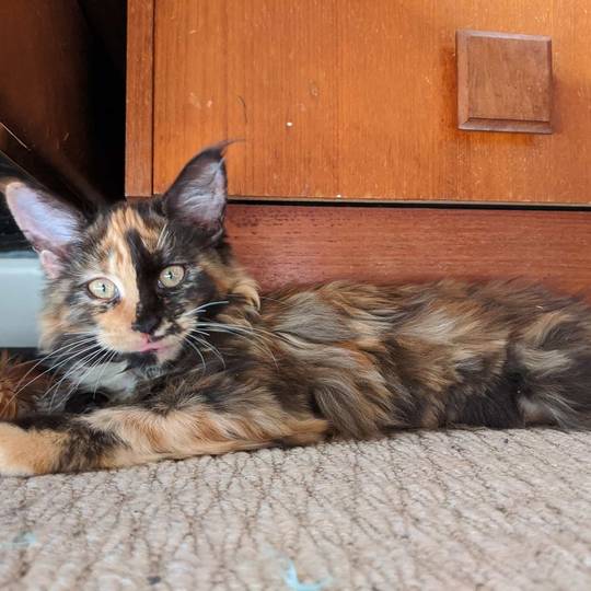 My cheeky little baby Juno, sticking her tongue out at me, 15 weeks, she started crying when I left the room today, such a sweet heart