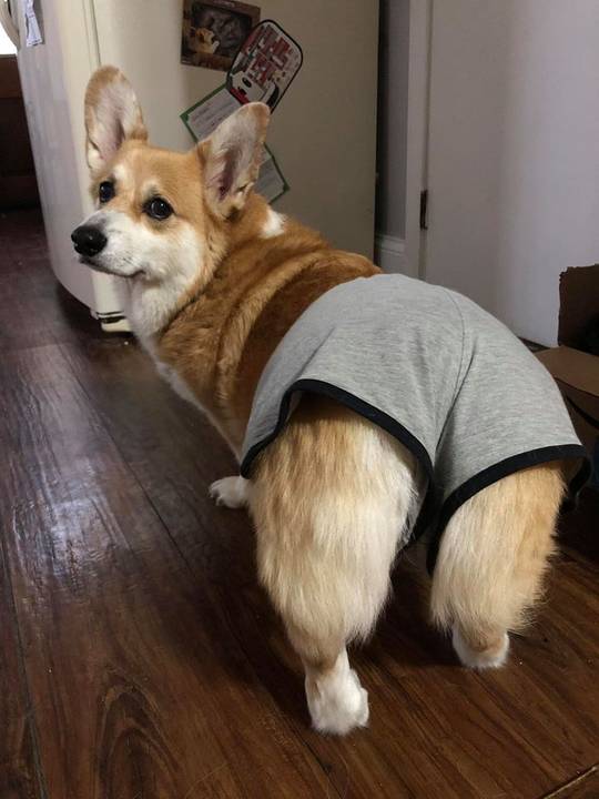 My corgi is proud to be a "thicc boi."