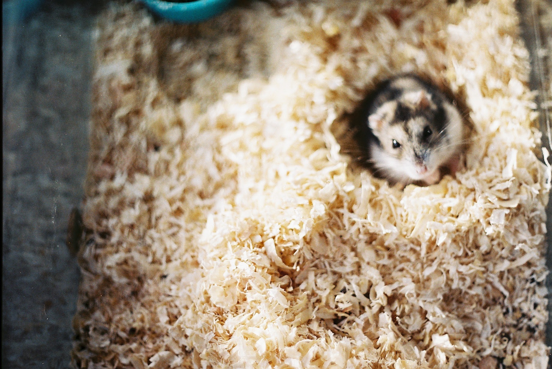 My cute little fuzzball of evil, Zé Pequeno | Scrolller