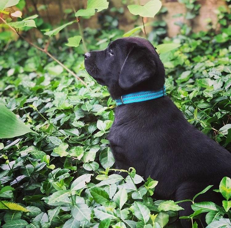 My cute pure black lab