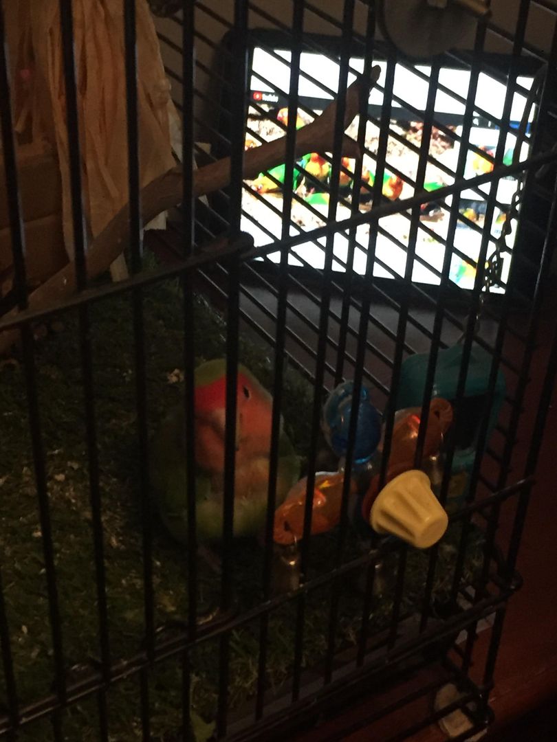 My dad is house sitting and they have a live bird that we have to play bird chirps to keep him company how cute