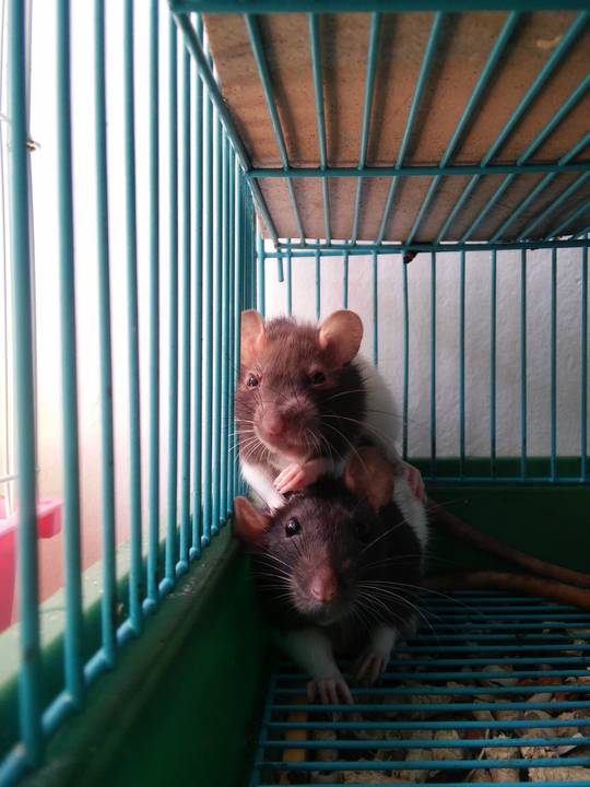 My daughter's rats.