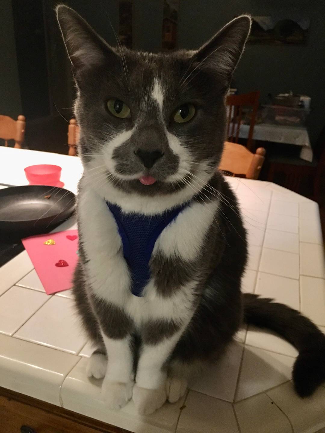 My derp, Sven. He has to wear a harness with a giant bell so he doesn’t catch birds.