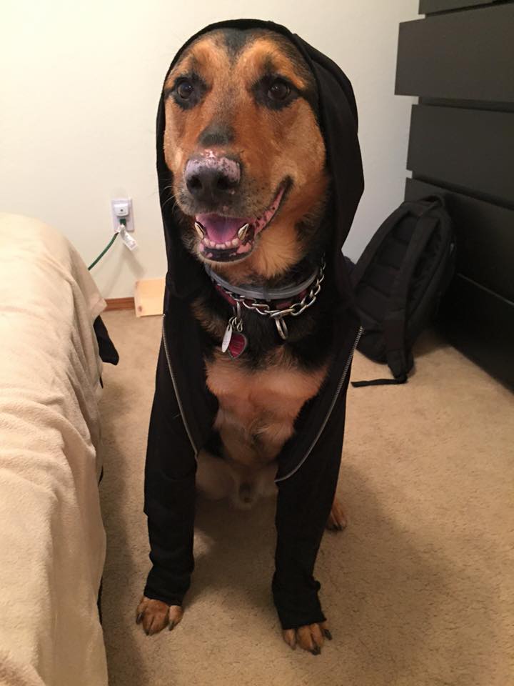 My dog is an aspiring rapper. | Scrolller