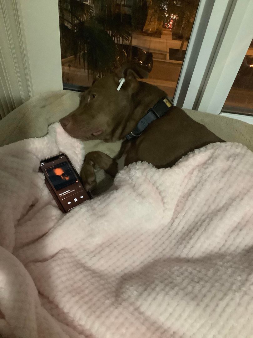 My dog is going through it.