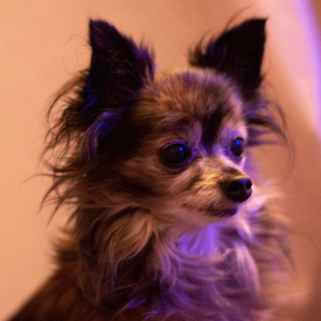 My Dog, Taco