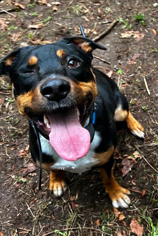 My doggo Hans turned into my favorite emoji! 😜