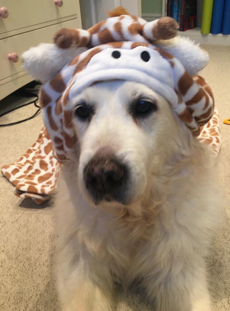 my doggo keeps on getting lots of upvotes on here! thought i’d show you her fave blanket🥰