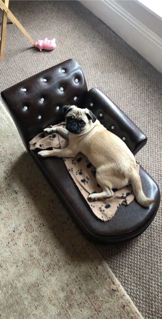 My family says that I spoil my little missy a bit too much... I say my furbaby needs a tiny chaise lounge
