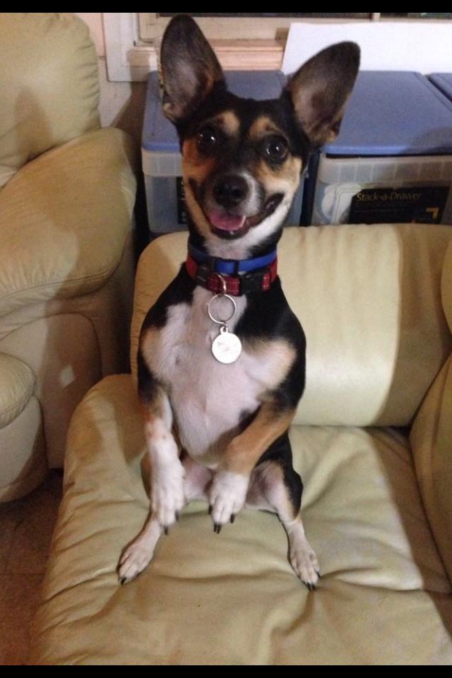 My favourite photo of Pretzel. Normally he looks worried. He heard me come in the door and was trying to look over the room divider!