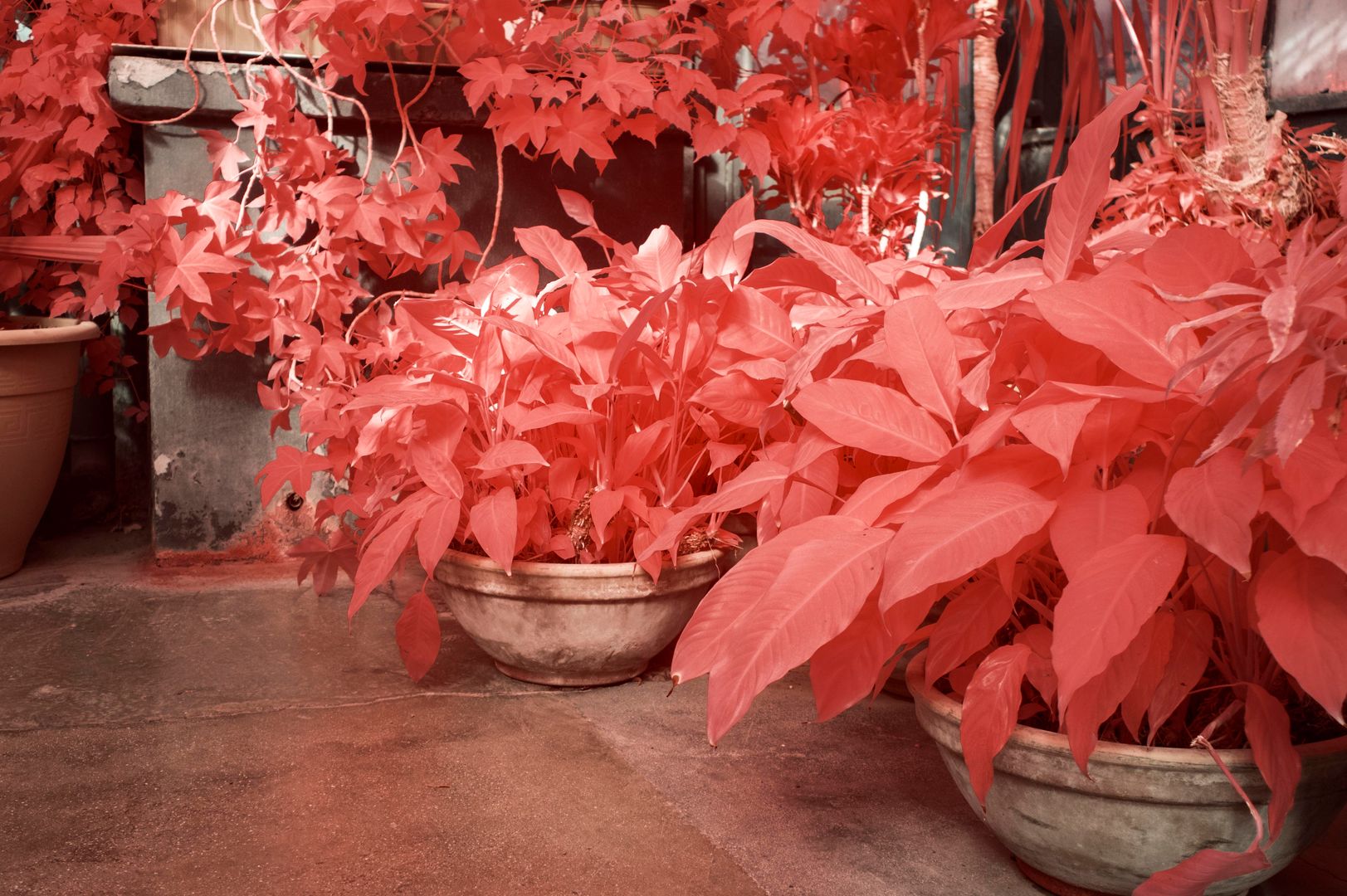 My first attempt at replicating Kodak Aerochrome