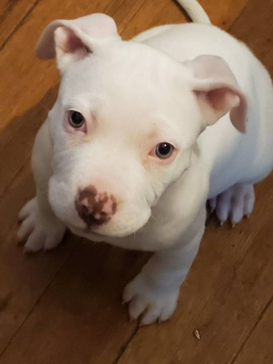 My first ever post. Say hi to my little girl Bailey.