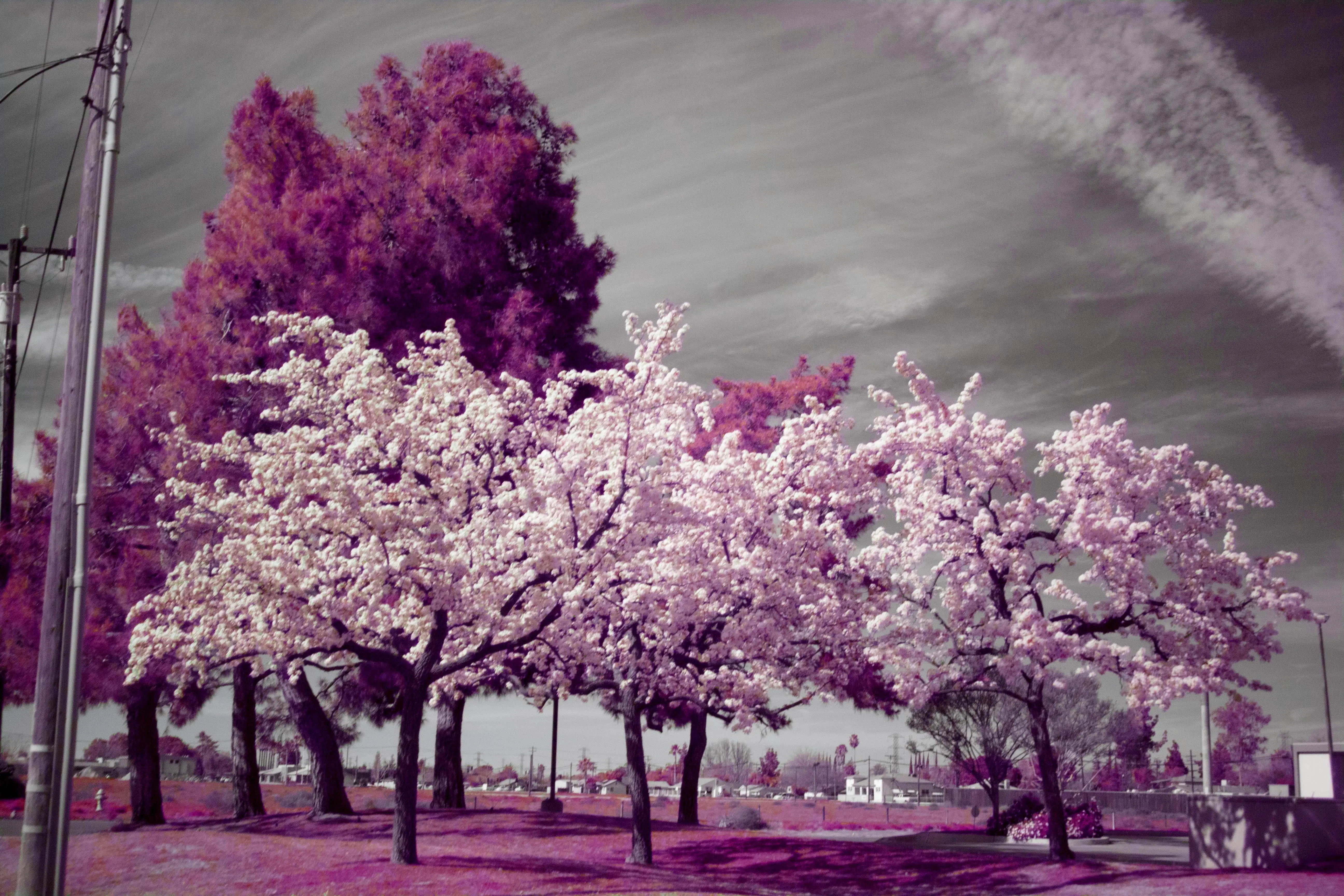 My first shot on IR. I think I have rekindled my passion for photography