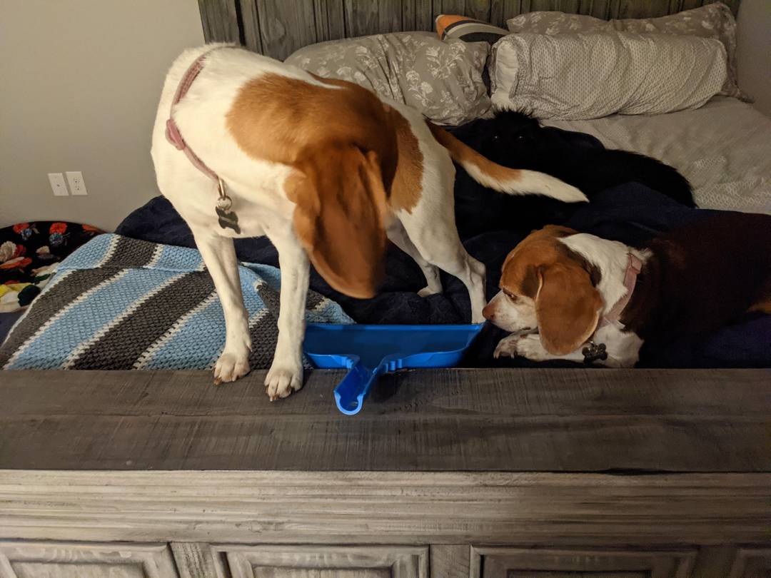 My girl brought the dust pan to bed. Lol