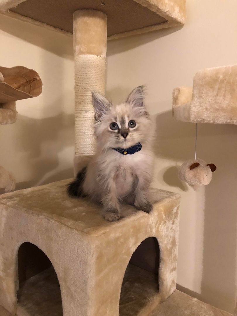 My girl is tiny! Just 1.8 lbs at 12 weeks, now she’s 14 weeks and growing but still tiny compared to some of yalls kitties!