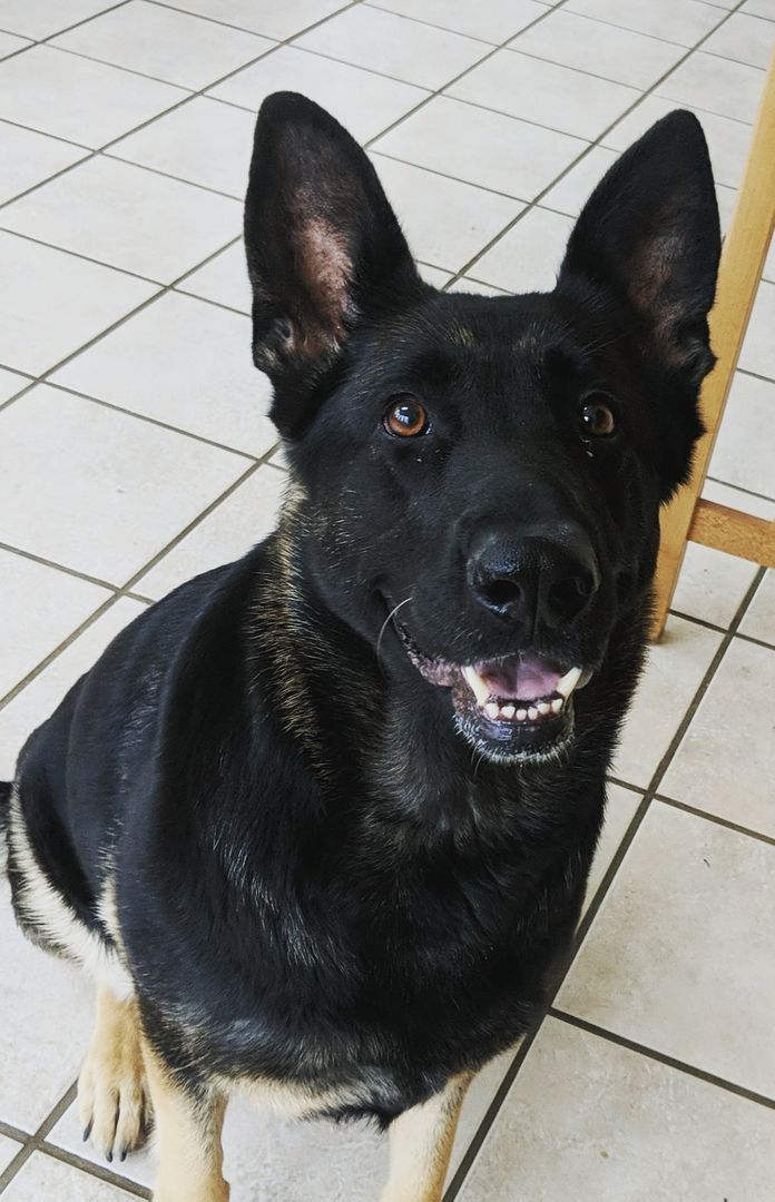 My girl Kali after being told she's a good doggo