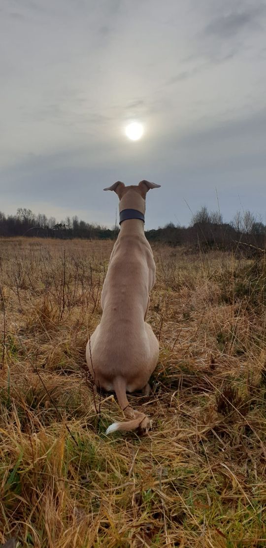 My girlfriend's dog was mesmerised by the sun