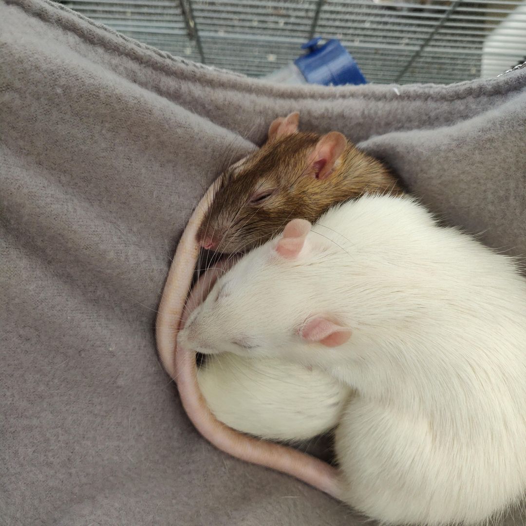 My girls snoozing