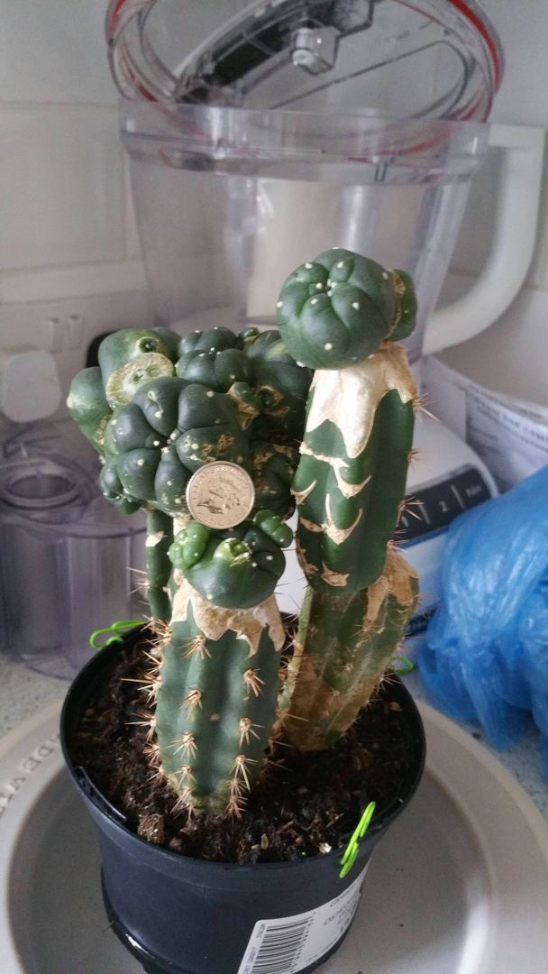 My graft to Peruvian torch if I remember correctly