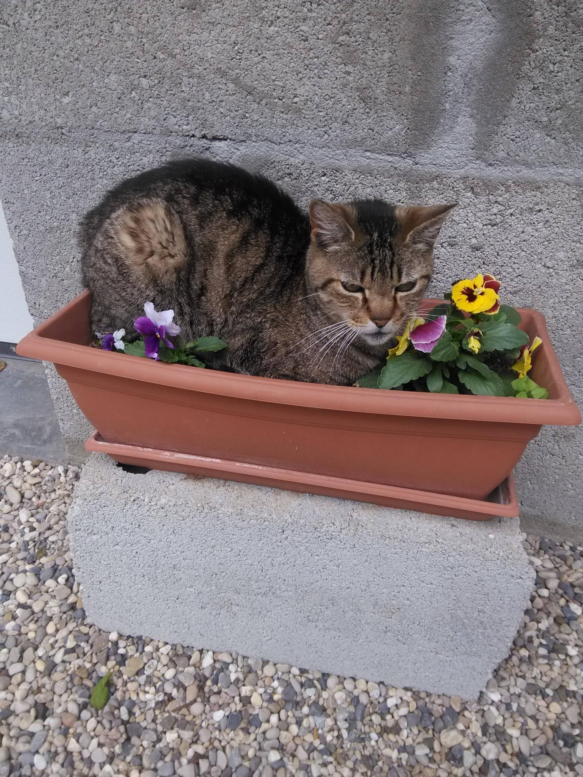 My grumpy plant is blooming nicely | Scrolller