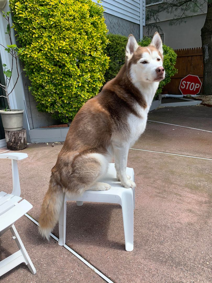 my guy sits on any piece of furniture