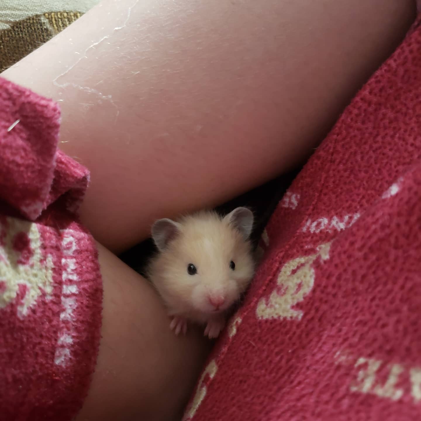 My Hamster Emperor