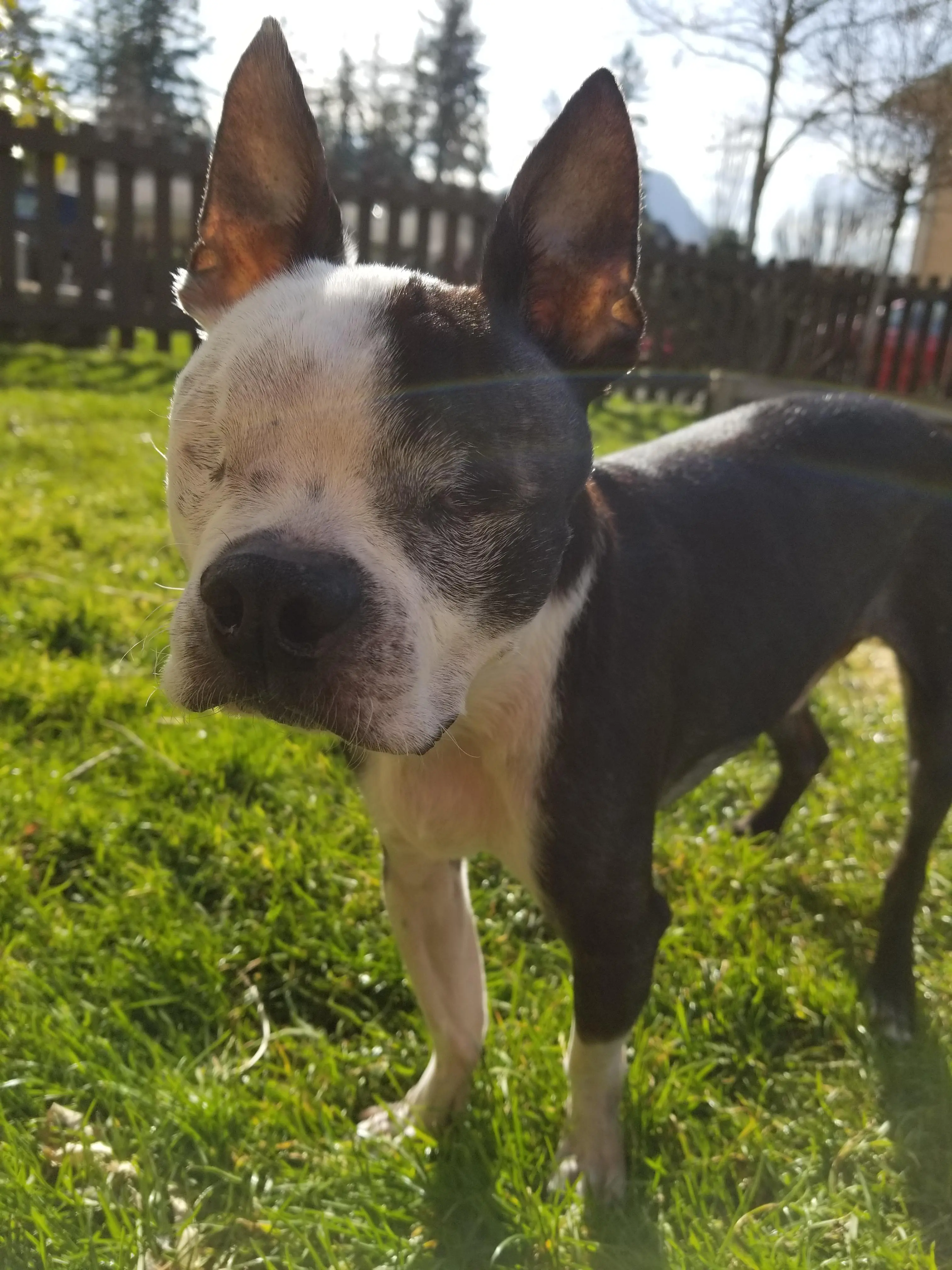 My handsome boy is enjoying the spring weather! My wife and I rescued him this last November. He is ~10 yrs. old and yes, he has no eyes. Everyone meet Rocco!