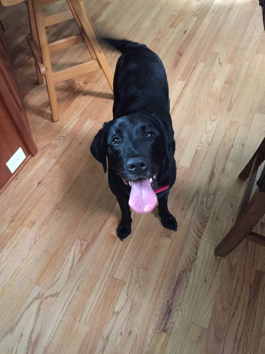 My happy black Lab