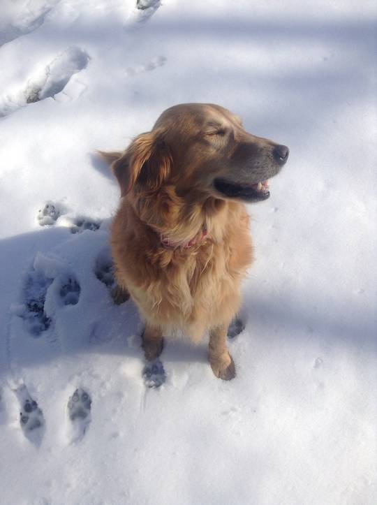 My happy girl Phoebe playing in the snow :)