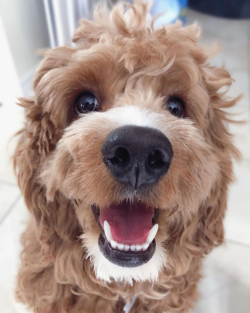My Happy Puppy
