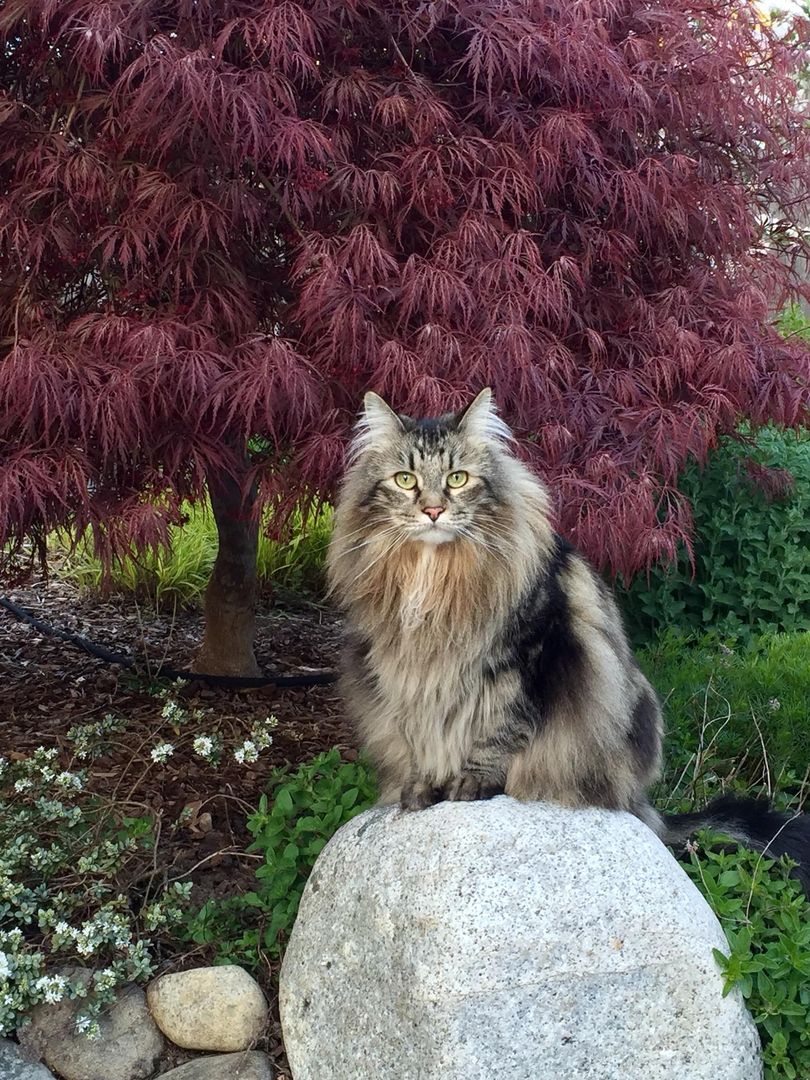 My house tiger, Tomte.