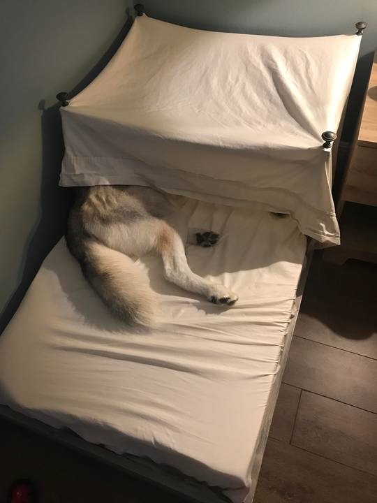 My husky likes to sleep under my bed I got a new bed that he can’t fit under so I built him a bed of his own.