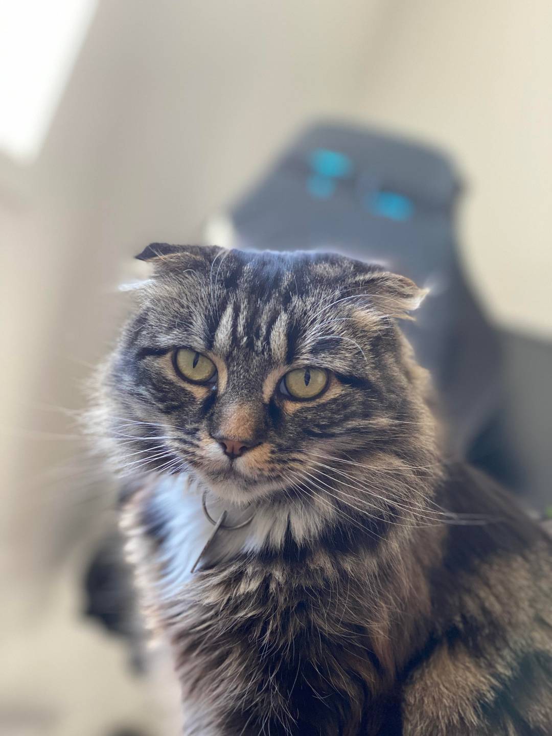 My kitty - Sushi