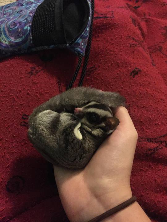 My little buddy Peaches!