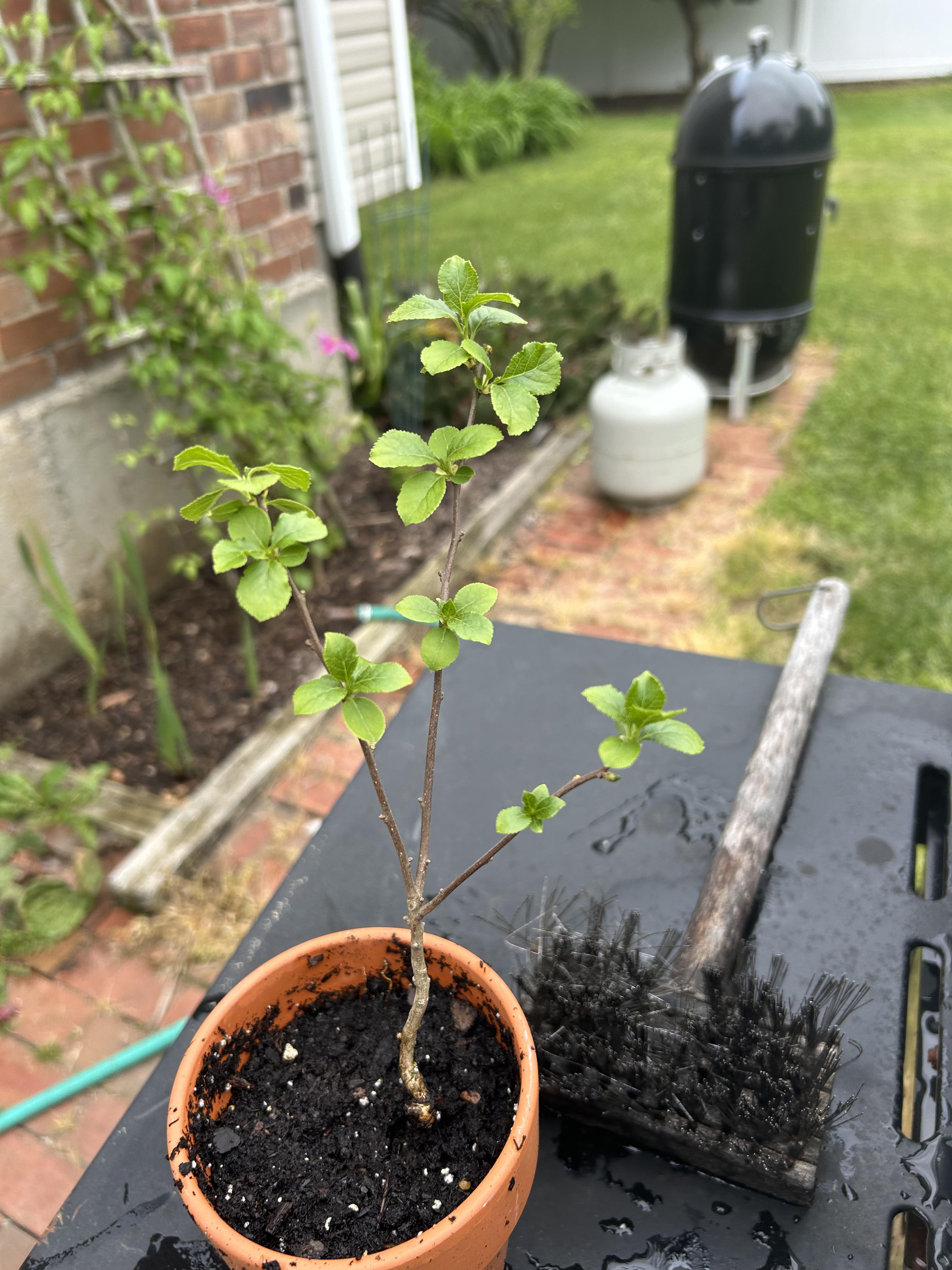 My little stick survived its first winter on the side