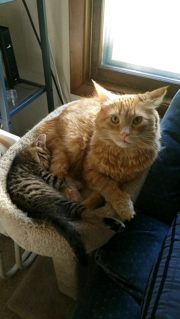 My mane coon, and my runt of the litter tabby