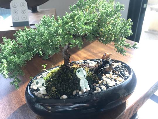 My mini bonsai world