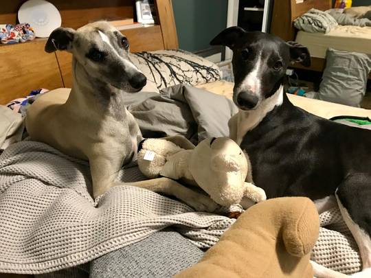 My new favourite photo of my boys!! Caught red-handed with two stolen toys!!! Look at those mischievous faces!