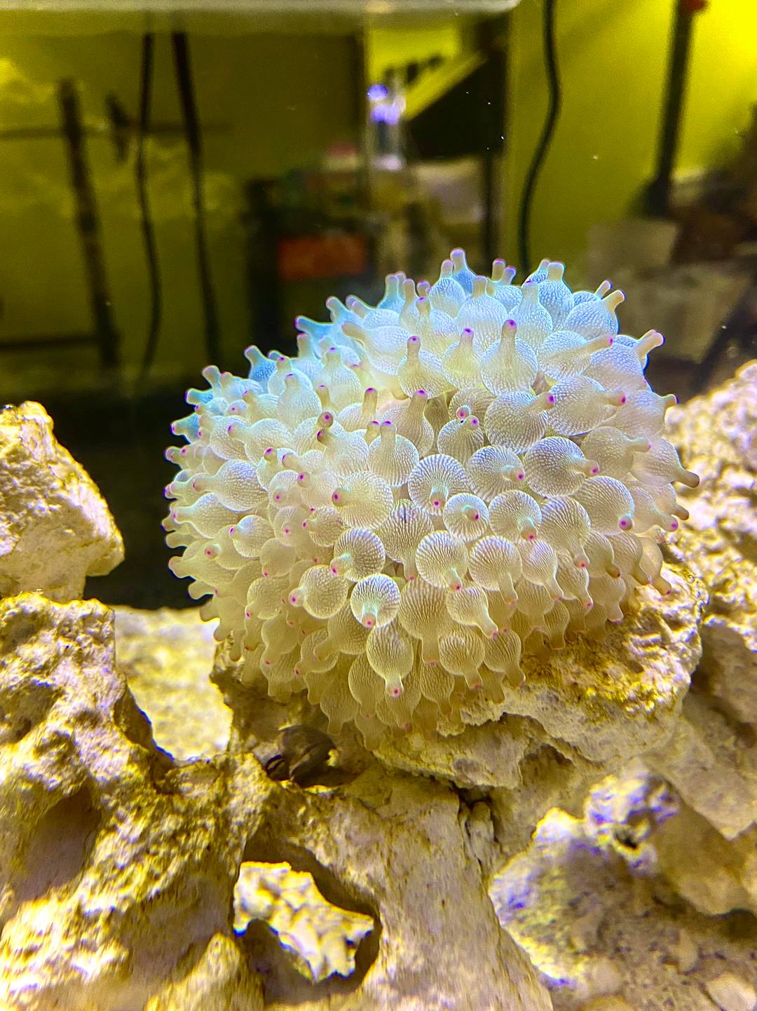 My new green bubble tip lookin puffy
