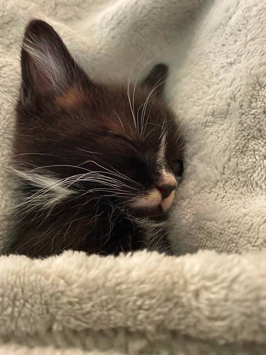 My new kitten Draco 🥰